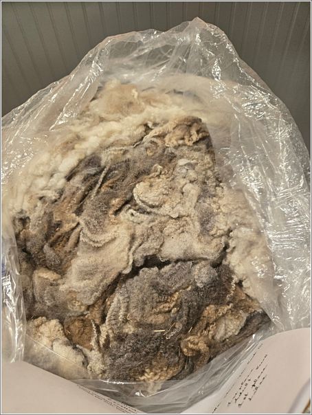  Best Lilac Jacob fleece. Photo: Letty Klein.